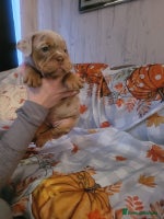 English Bulldog dogs - Advert 3