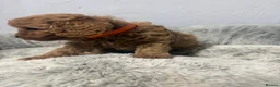 Cavapoo dogs for sale: 🐾 Exquisite F1 Cavapoo Puppies Available 🐾  - Advert 22