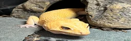 Leopard Gecko reptiles for sale: Leopard gecko with full setup - Advert 1