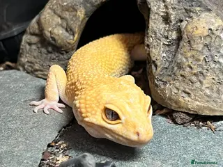 Leopard Gecko reptiles Leopard gecko with full setup - Advert 8