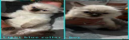 Ragdoll cats for sale: male ragdoll kittens  - Advert 3