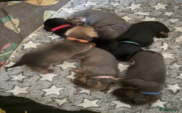 Mixed Breed dogs for sale: French bulldog x daschund - Image 20