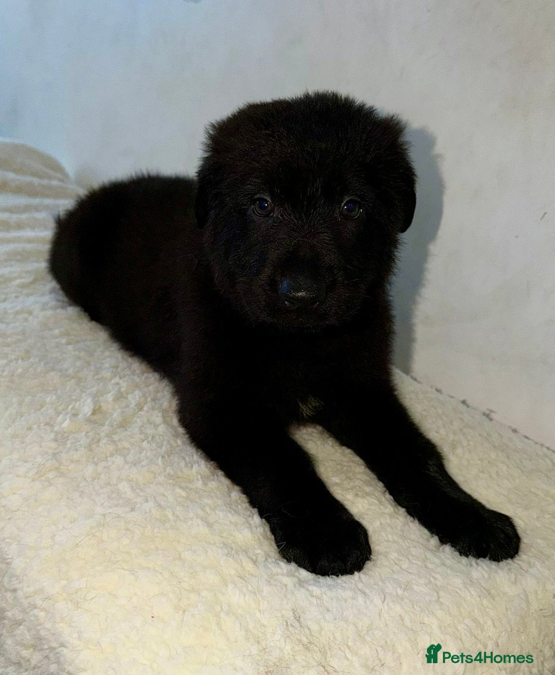 German Shepherd dogs for sale: DDR Working Line GSD Puppies Rare Working Lines - Advert 27