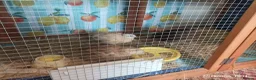 Quail poultry for sale: Coturnix Quail trio and group - Advert 4