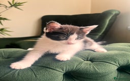 Mixed Breed cats for sale: Kittens for sale  - Image 3
