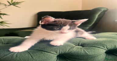Mixed Breed cats - Advert 13
