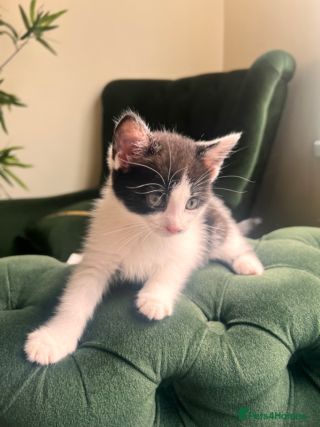 Mixed Breed cats for sale: Kittens for sale  - Image 3