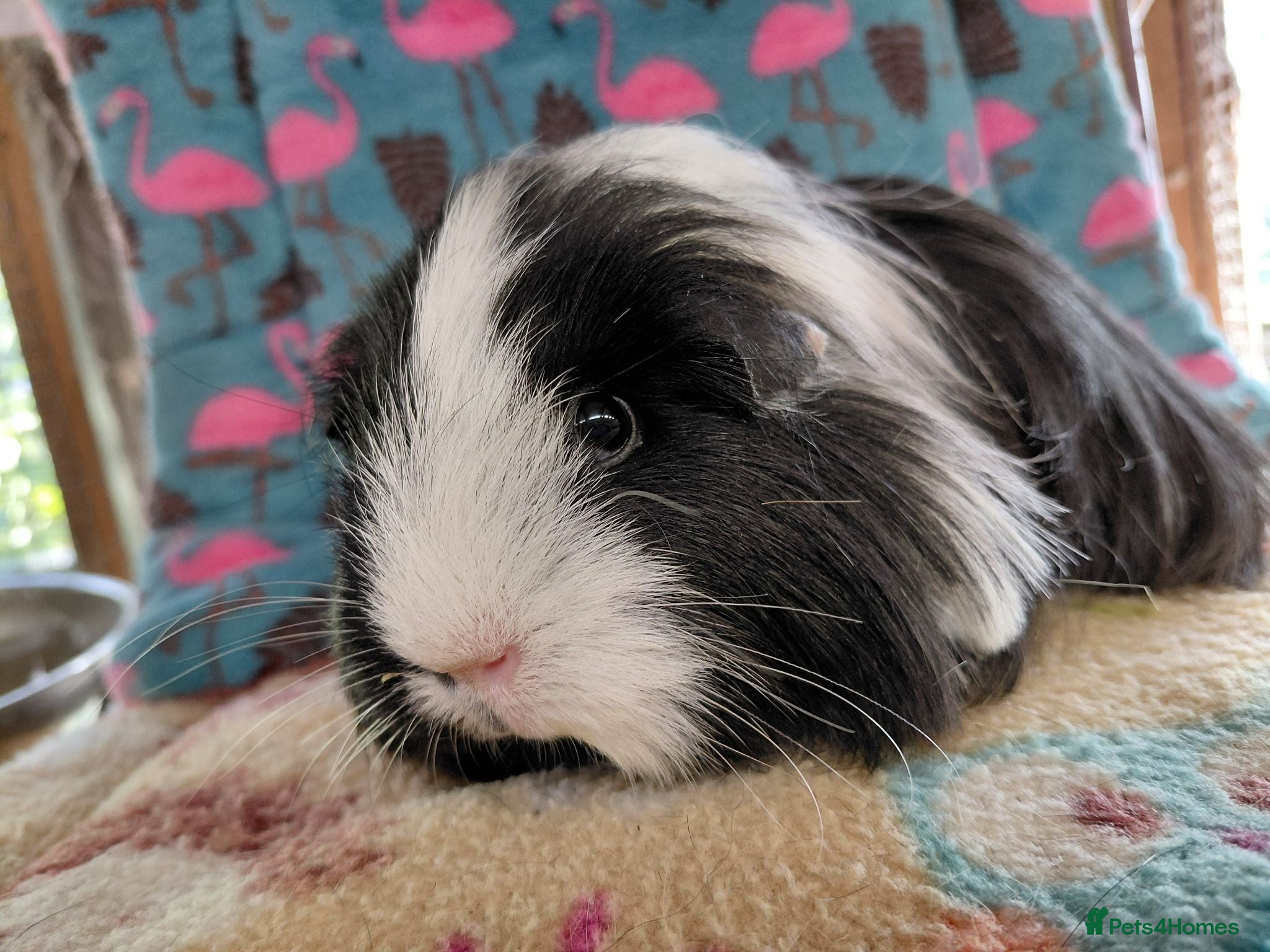 Guinea Pig rodents Young Adult Retired Sheltie Sow RTL - Advert 9