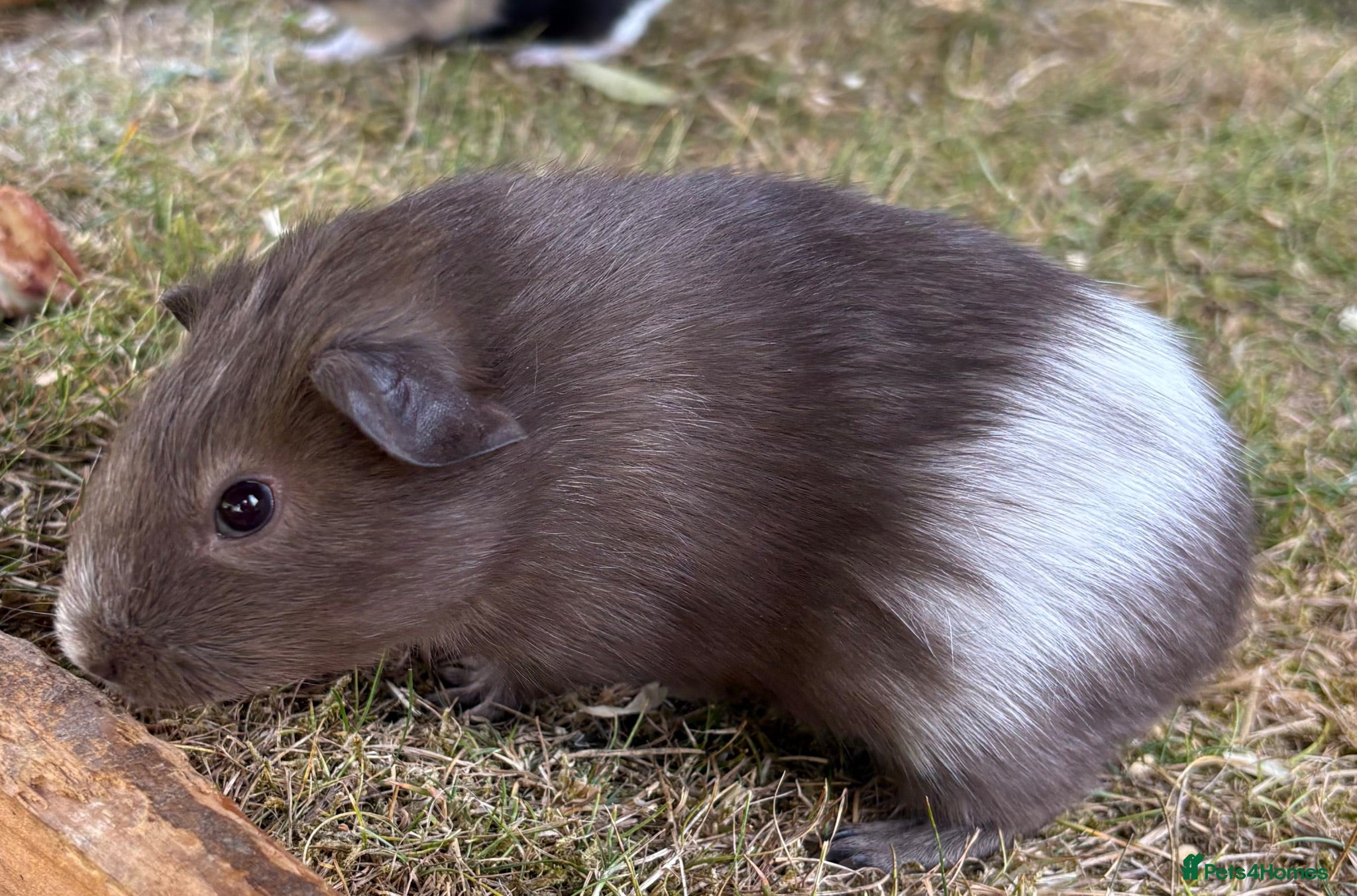 Guinea Pig rodents Baby Girl Guinea Pigs - Advert 2