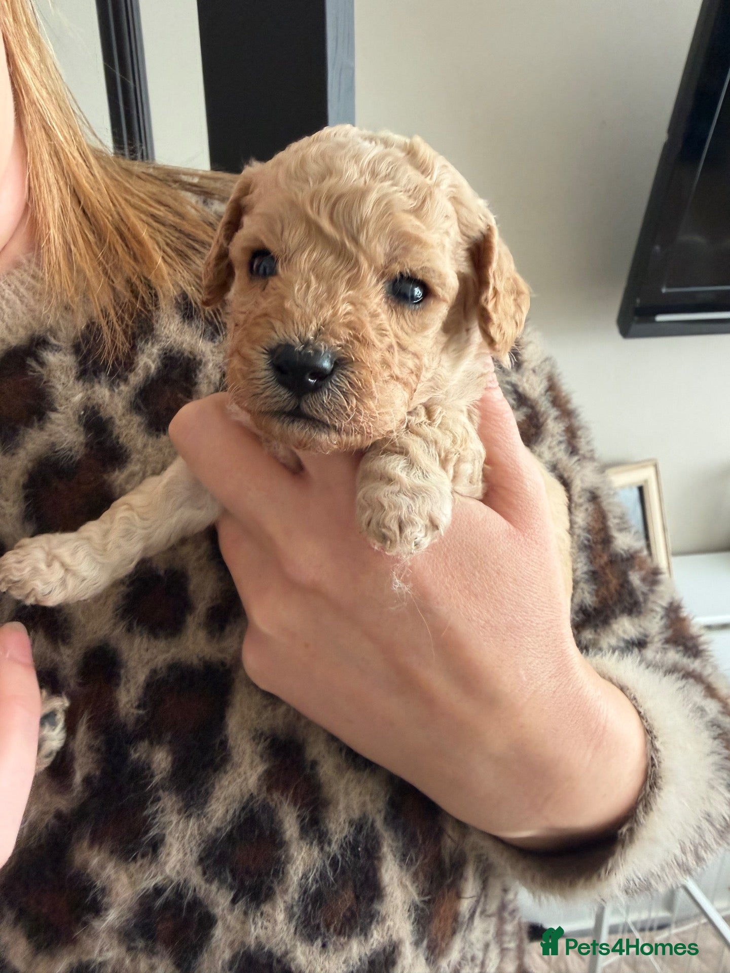 Cavapoo dogs Gorgeous Tiny Toy F1b Cavapoo puppies for sale - Advert 13