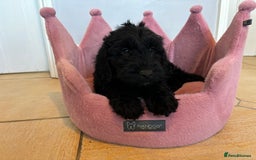 Labradoodle dogs for sale: ⭐️⭐️ Stunning F1 Miniature Labradoodles ⭐️⭐️ - Advert 23