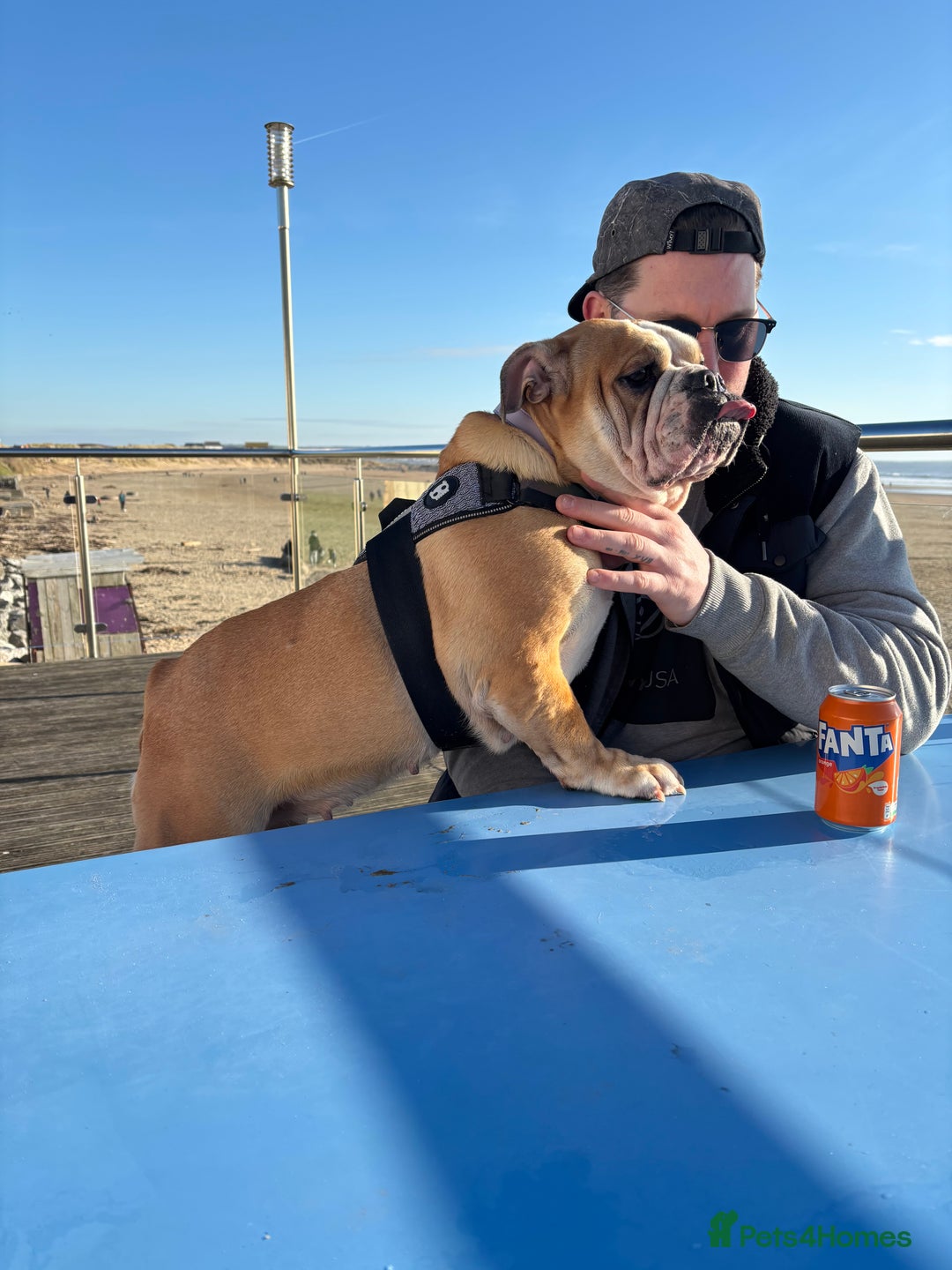 Mixed Breed dogs for sale: Bulldog for rehoming  - Image 7