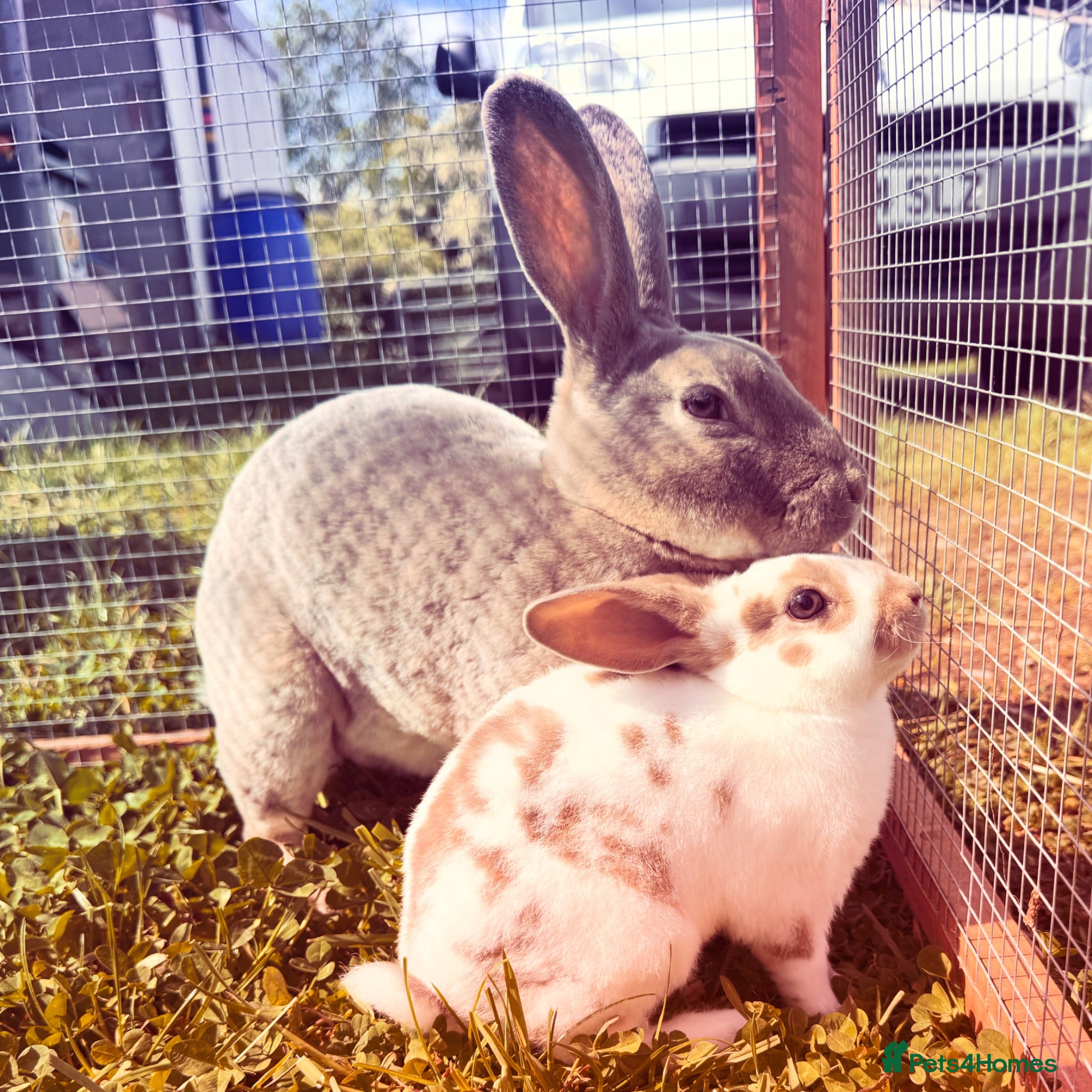 Rex rabbits Baby Pedigree mini Rex - vaccinated  - Advert 1