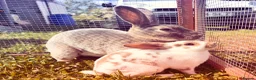 Rex rabbits for sale: Baby Pedigree mini Rex - vaccinated  - Advert 1