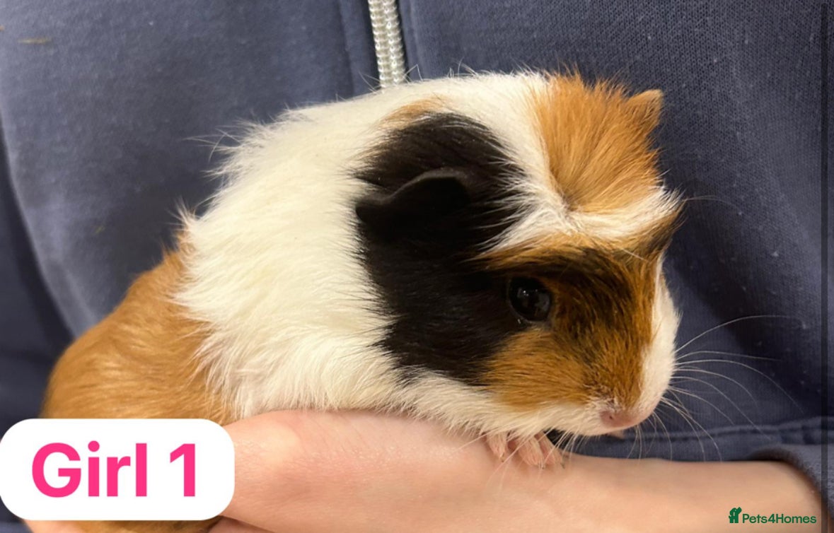 Guinea Pig rodents 6 week old Guinea pig babies  - Advert 3