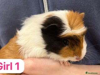 Guinea Pig rodents 6 week old Guinea pig babies - Advert 8