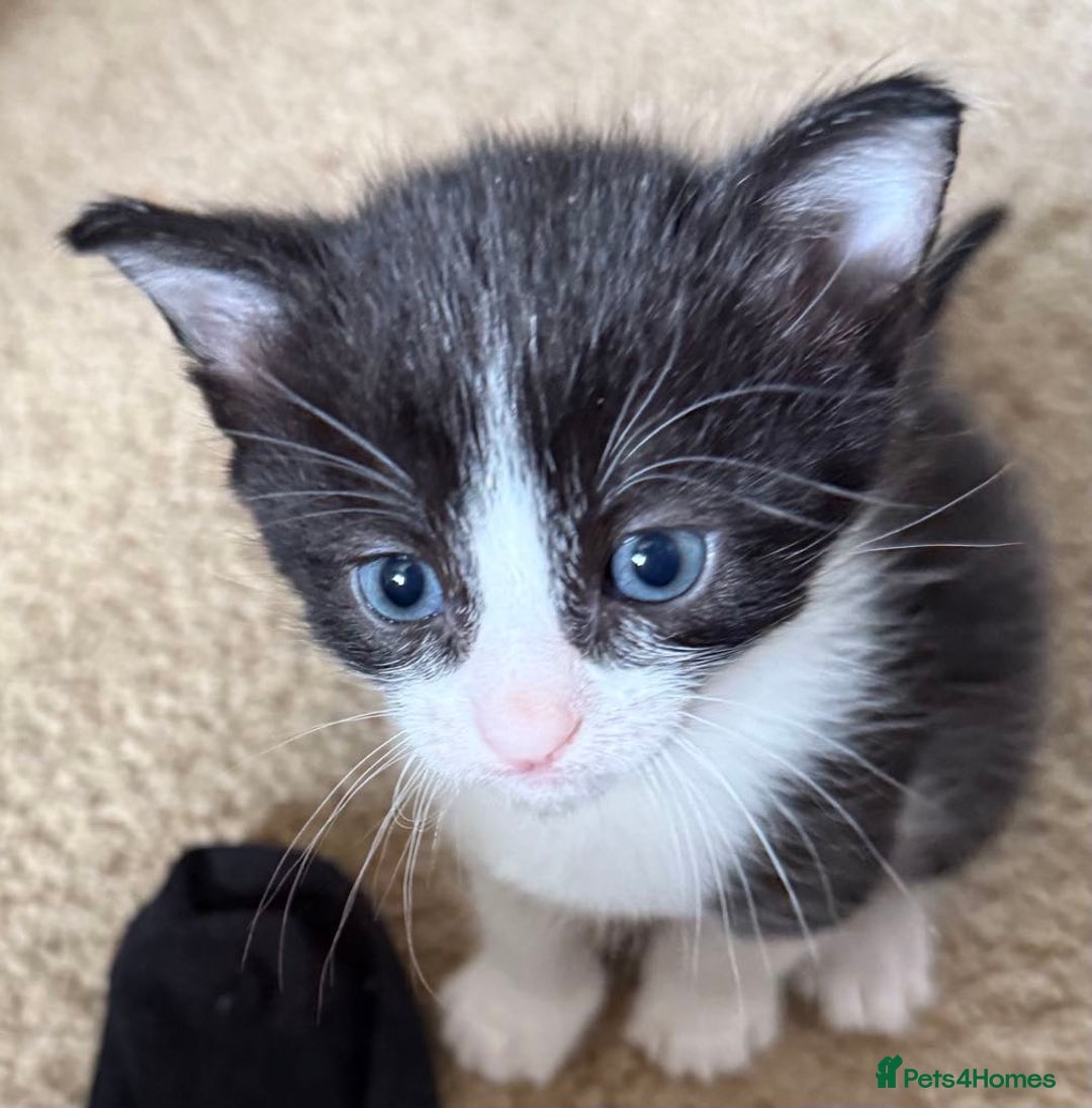 British Shorthair cats for sale: 4 kittens  - Image 4