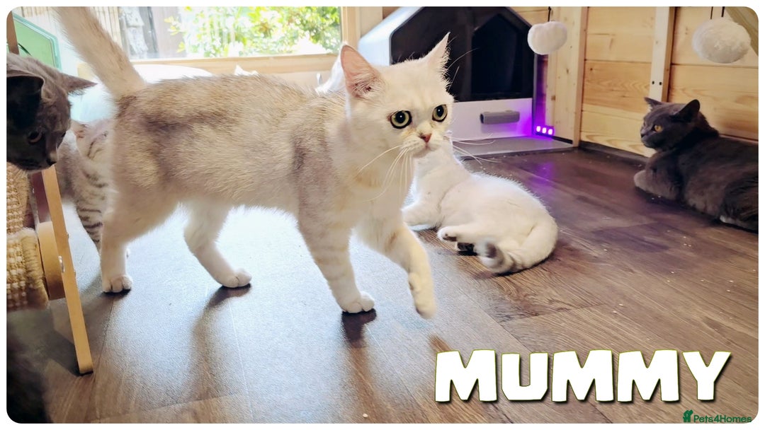 Scottish Fold cats for sale: Scottish Fold Kittens (Delivery  available) - Image 19