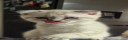 Scottish Fold cats for sale: Scottish Fold &Scottish Straight - Advert 9