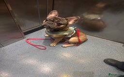French Bulldog dogs for sale: Reggie. - Image 3