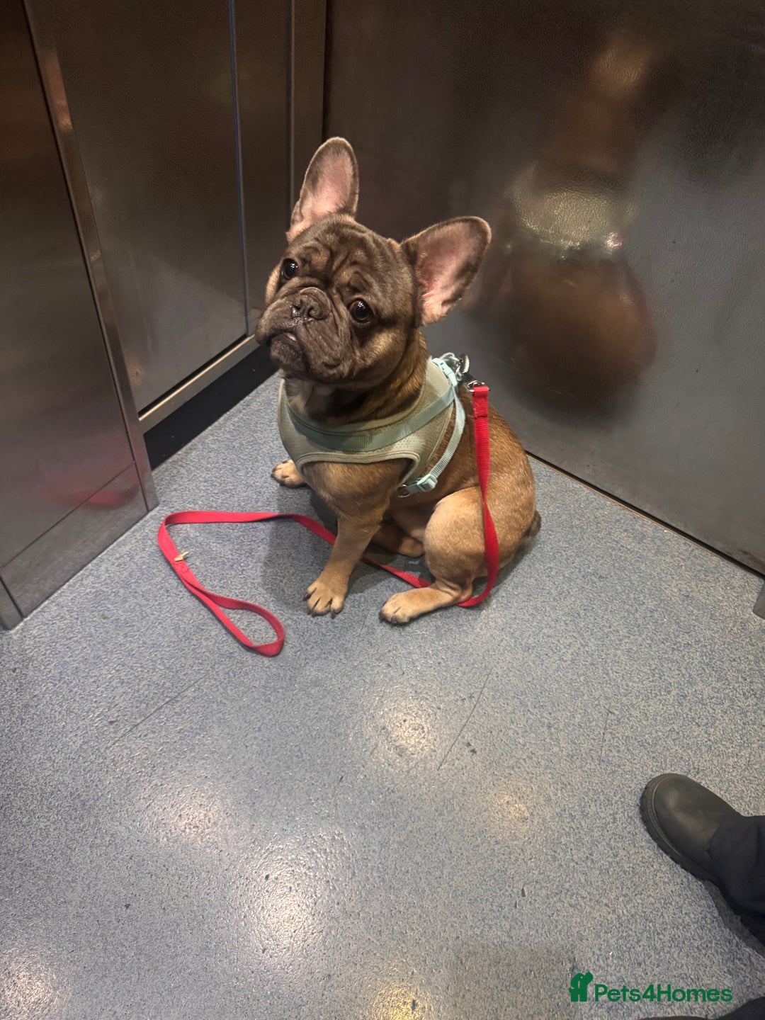 French Bulldog dogs for sale: Reggie. - Image 3