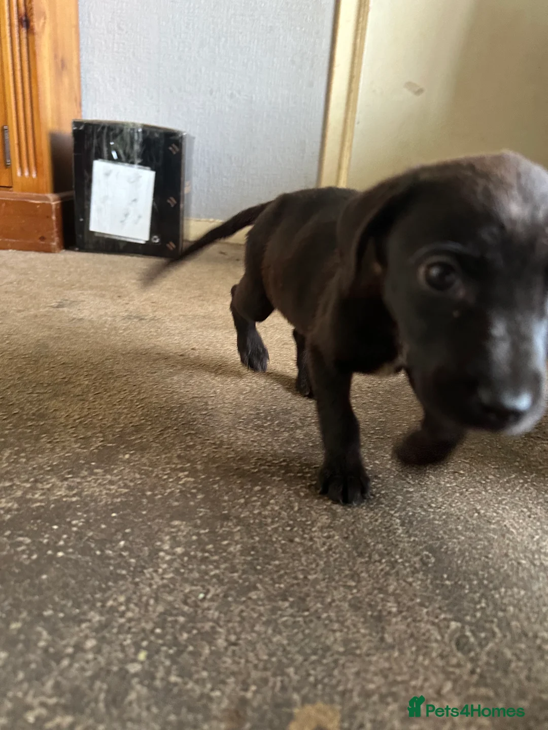 Mixed Breed dogs for sale: Puppies - Advert 2