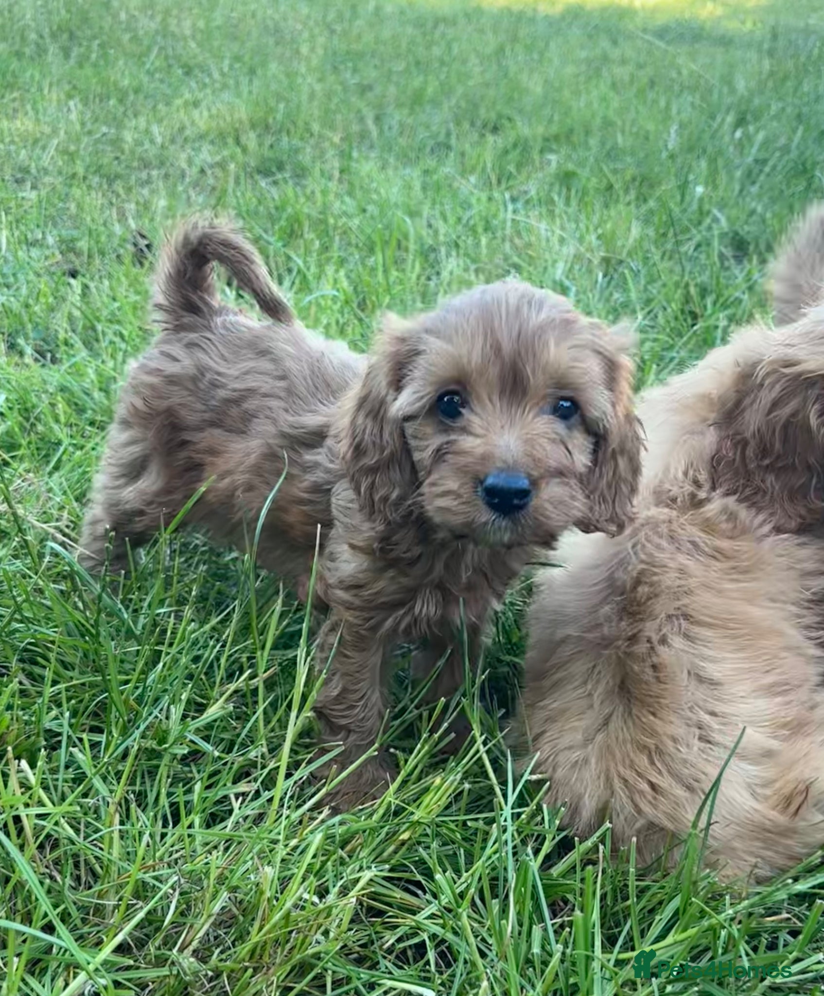Cavapoo dogs for sale: Beautiful red girls and boys available  in Sittingbourne - Advert 4