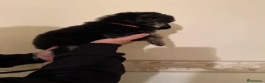 German Shepherd Puppy 2