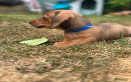 Dachshund dogs for sale: LAST Red Dapple Miniature Dachshund - Image 14