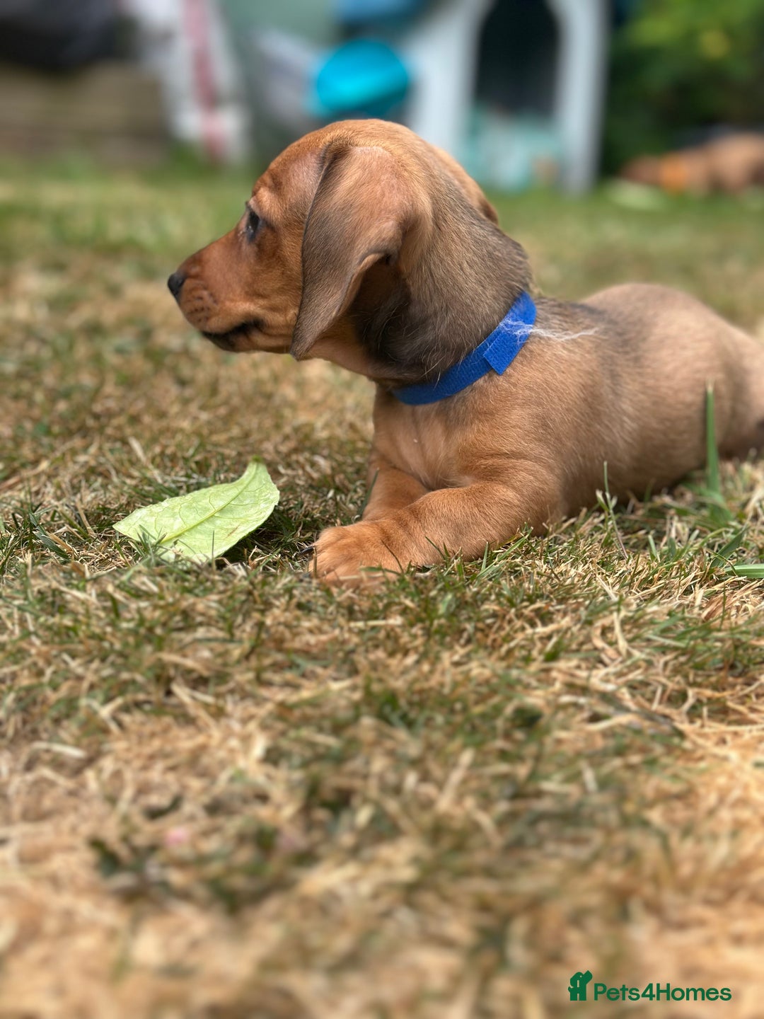 Dachshund dogs for sale: LAST Red Dapple Miniature Dachshund - Image 14