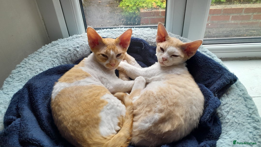 Devon Rex cats for sale: Adorable Devon Rex Kittens  - 2 girls - Image 1
