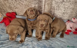 Labrador Retriever dogs for sale: Adorable Silver Labrador Puppies  - Image 6