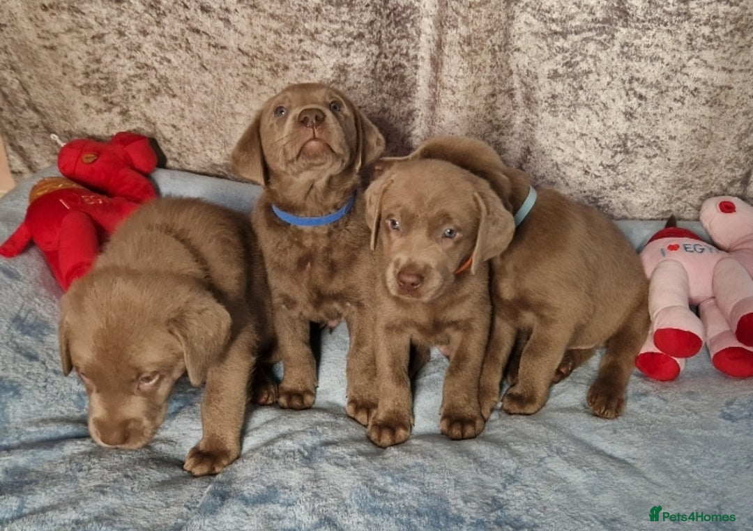 Labrador Retriever dogs for sale: Adorable Silver Labrador Puppies  - Image 6