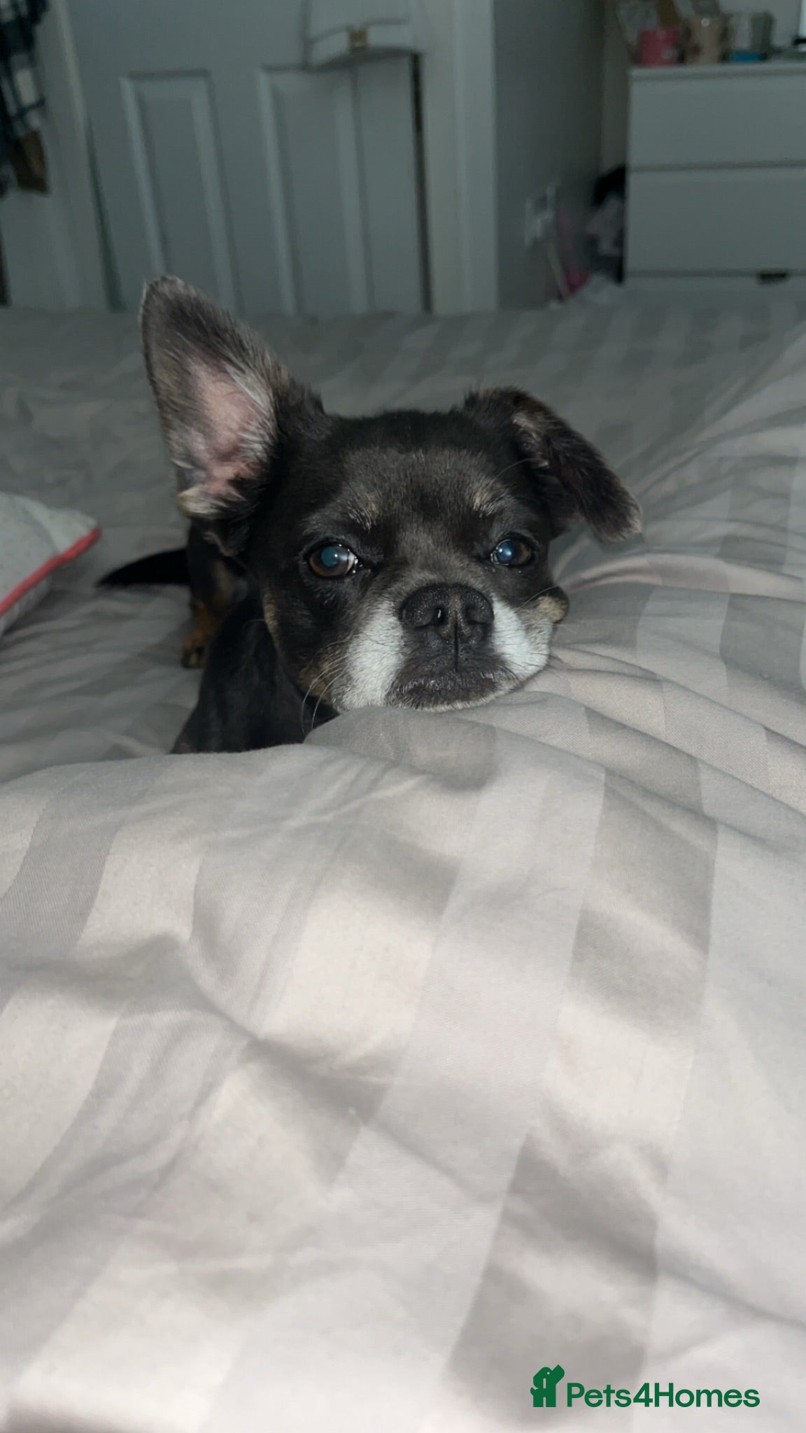 Mixed Breed dogs Bertie  - Advert 1