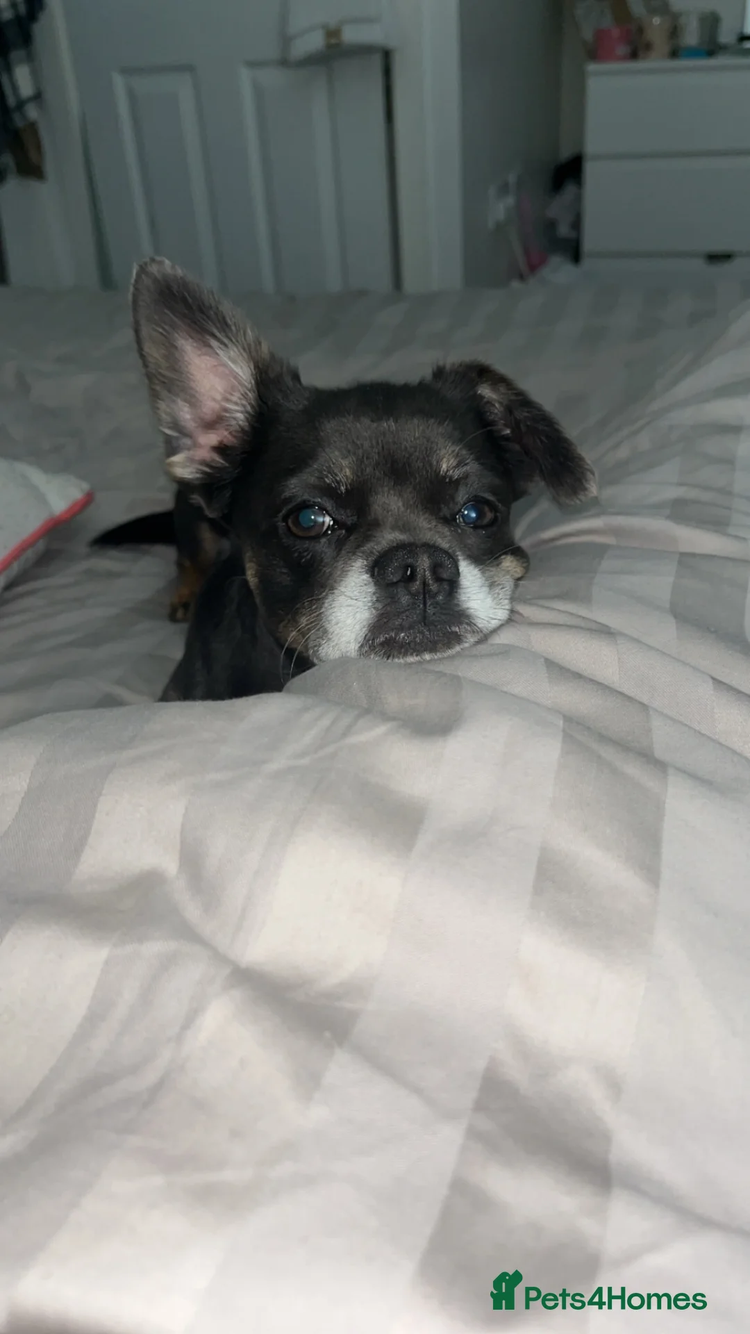 Mixed Breed dogs for sale: Bertie  - Advert 1