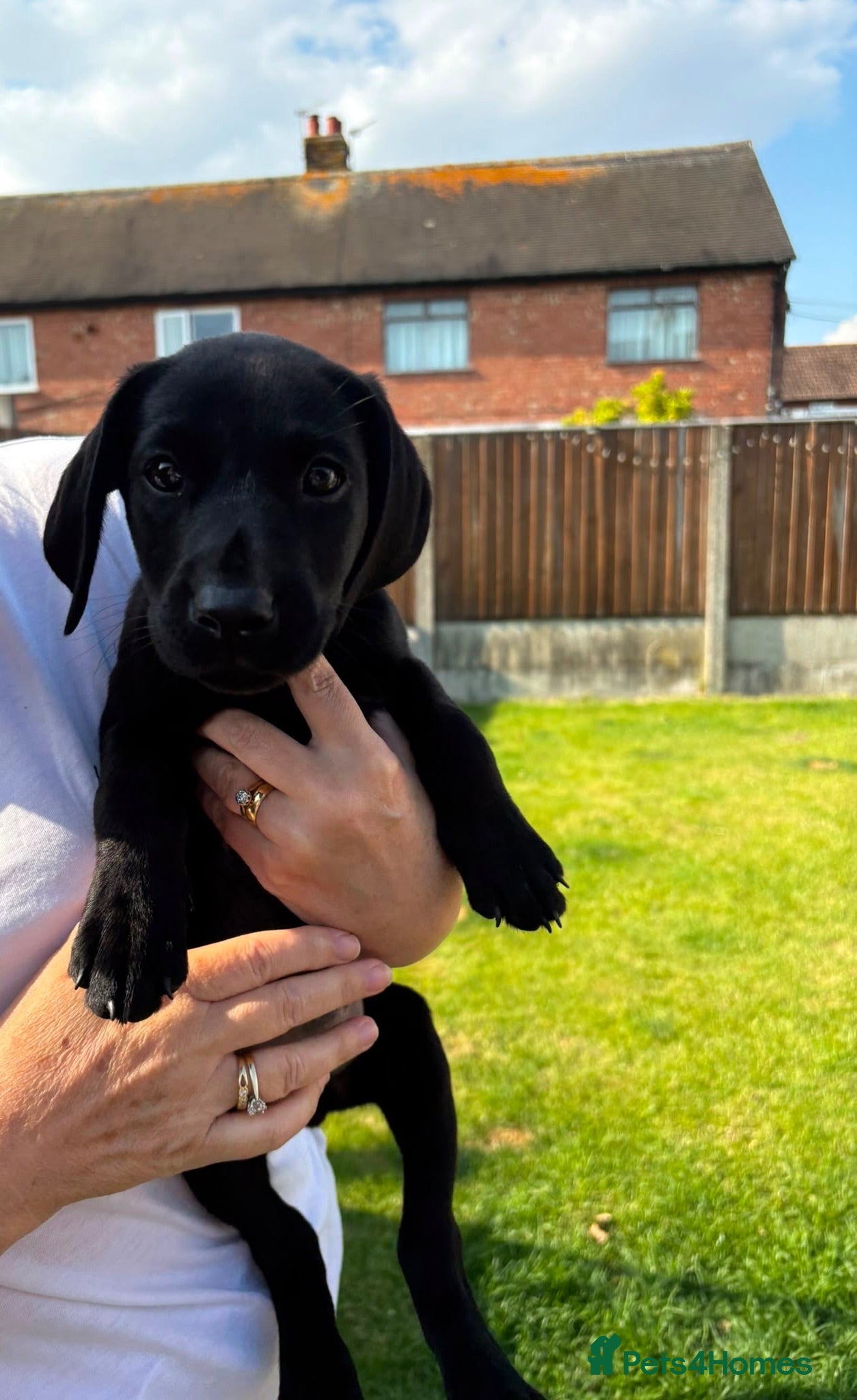 Labrador Retriever dogs Black dog Labrador puppy for sale - Advert 1
