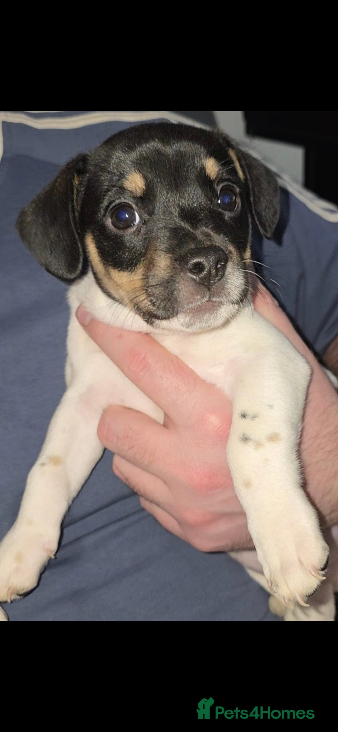 Mixed Breed dogs for sale: Puppies for sale - Advert 7