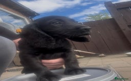 Cocker Spaniel dogs for sale: Working Cocker Spaniel pups in Houghton le Spring - Image 4