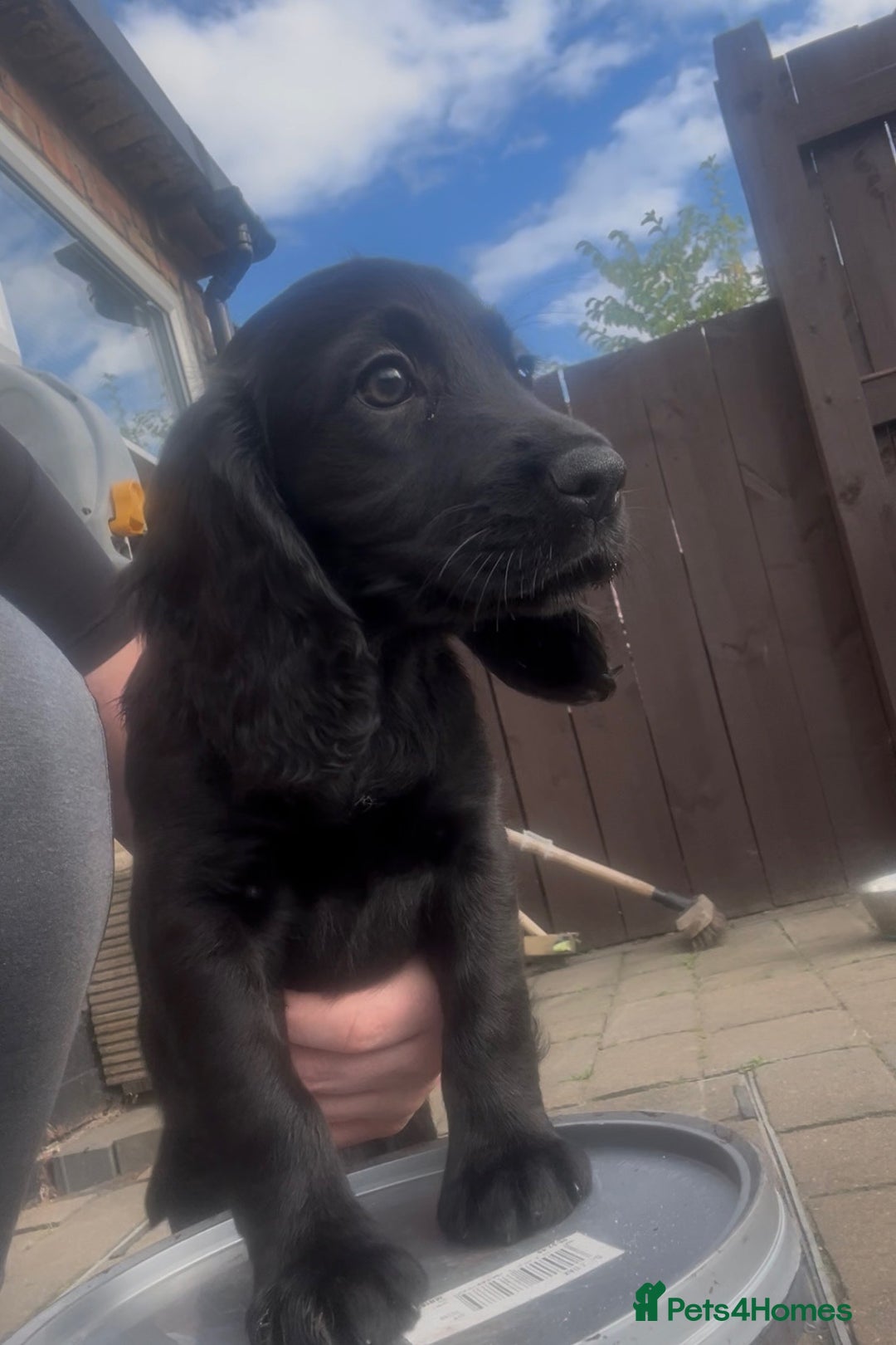 Cocker Spaniel dogs for sale: Working Cocker Spaniel pups in Houghton le Spring - Image 4