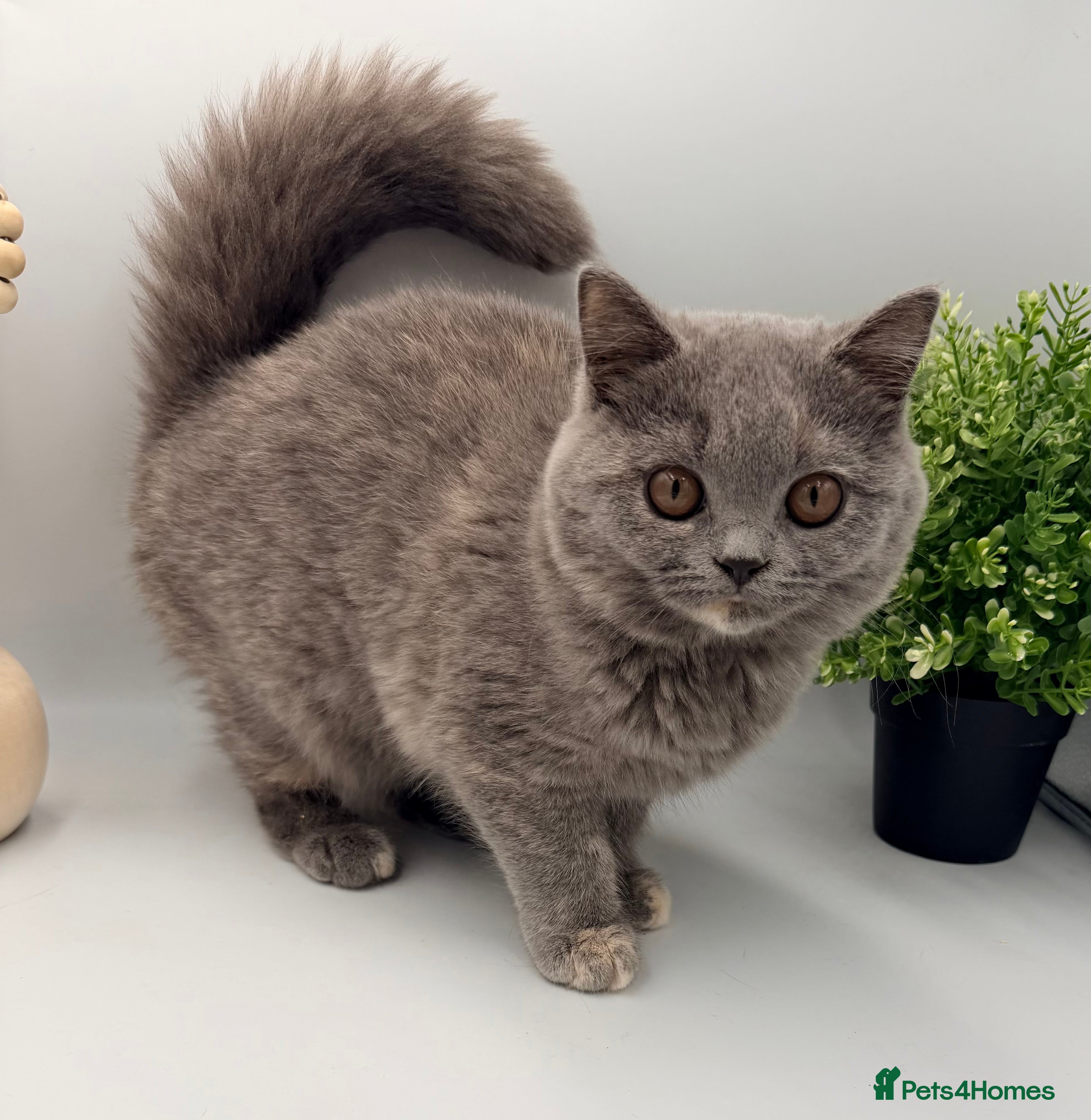 British Shorthair cats PEDIGREE REGISTERED CHUNKY BRITISH SHORTHAIRS  - Advert 5
