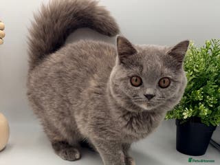 British Shorthair cats PEDIGREE REGISTERED CHUNKY BRITISH SHORTHAIRS - Advert 5