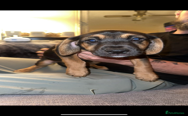 Mixed Breed dogs - Advert 5