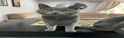 British Shorthair cats for sale: 2 beautiful cats,  in Stoke-on-Trent - Advert 2