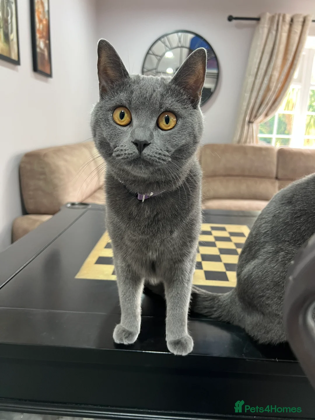 British Shorthair cats for sale: 2 beautiful cats,  in Stoke-on-Trent - Advert 2
