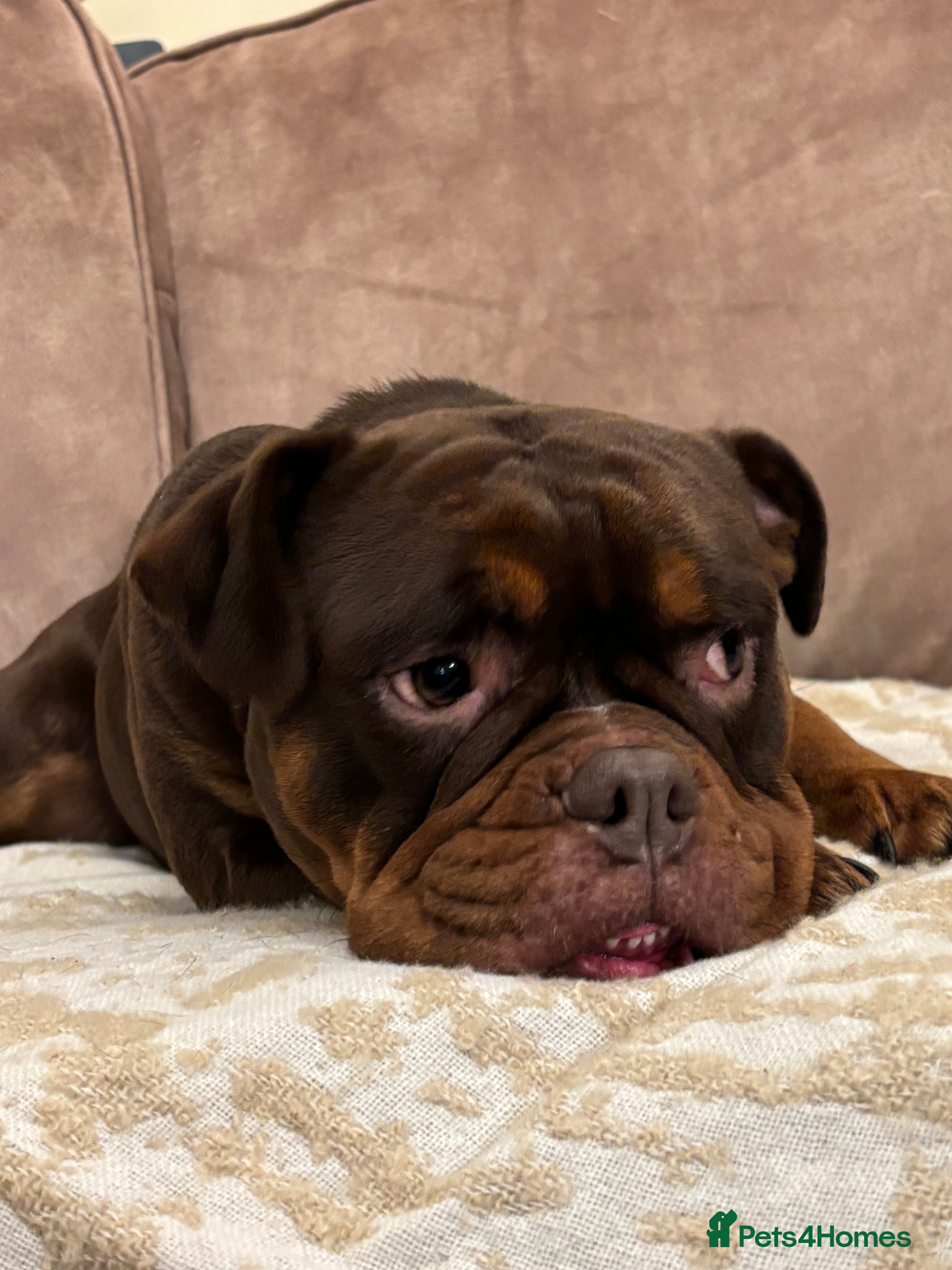 Olde English Bulldogge dogs Loving oldEngland Bulldog Lookingfor a 4eva Home  - Advert 5