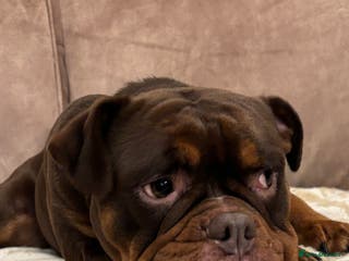 Olde English Bulldogge dogs Loving oldEngland Bulldog Lookingfor a 4eva Home - Advert 5