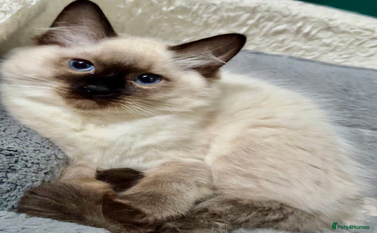 Ragdoll cats - Advert 10