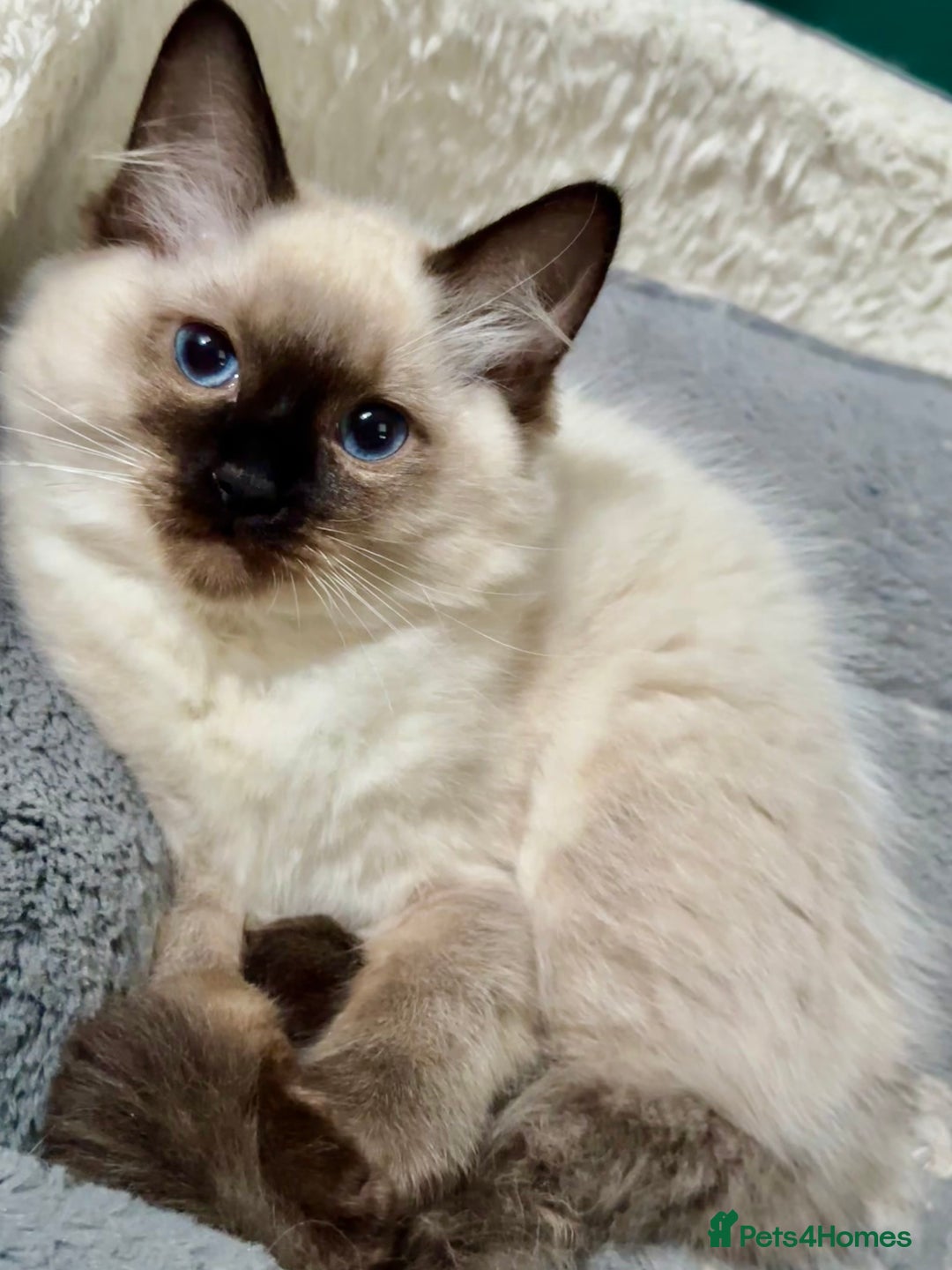 Ragdoll cats for sale: Reduced Full Ragdoll only 1 left!!!! - Image 1