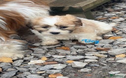 Malshi dogs for sale: Shitzu cross Maltese puppy for sale  - Image 3