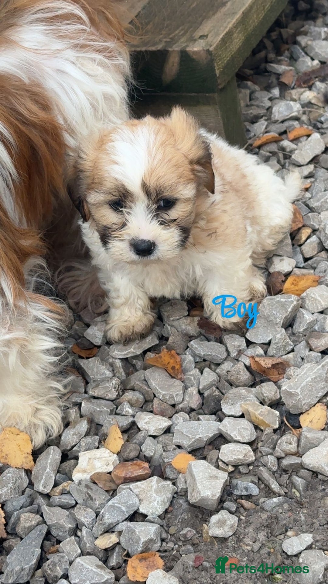 Malshi dogs for sale: Shitzu cross Maltese puppy for sale  - Image 3